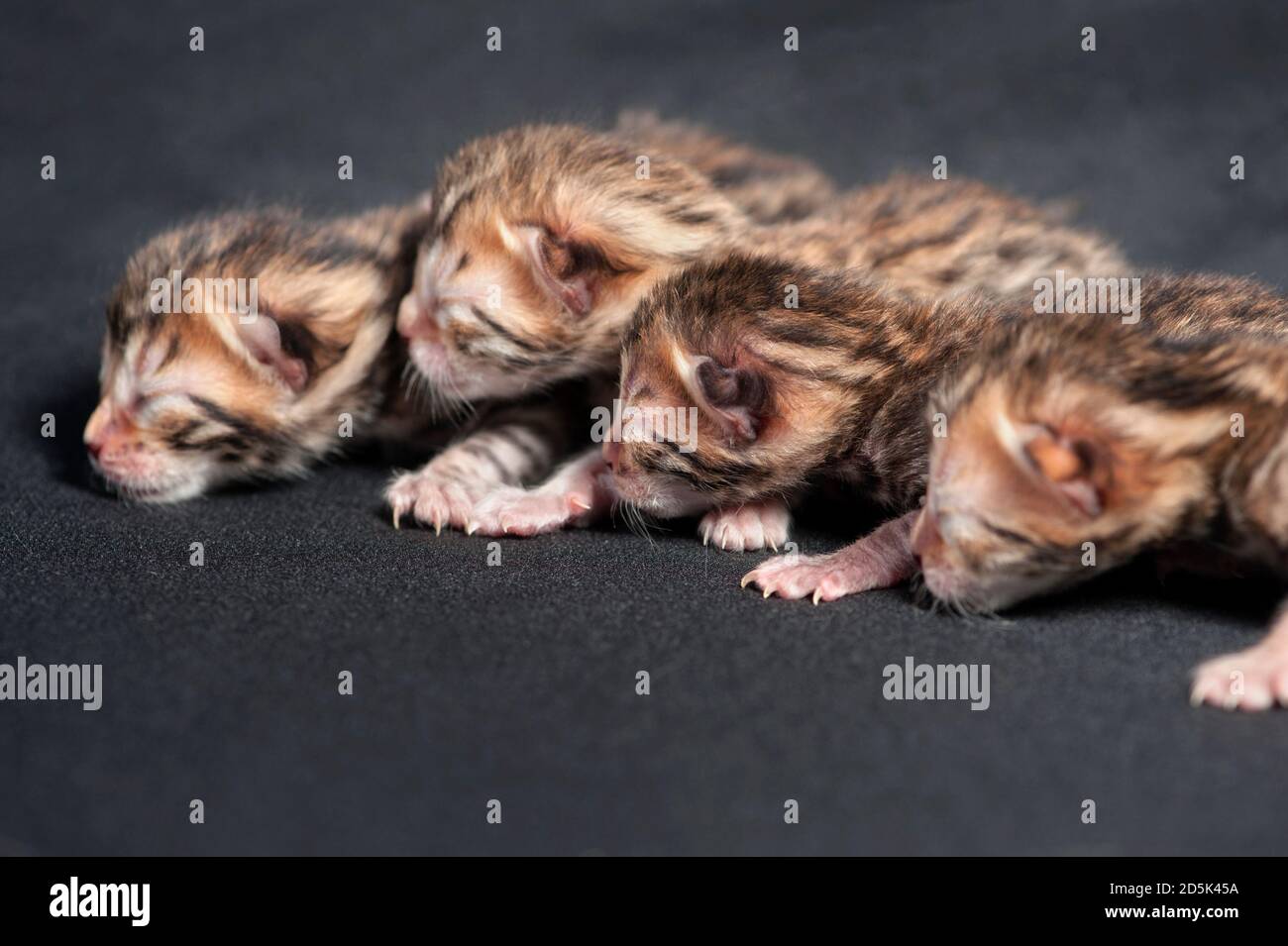 Newborn litter of bengal kittens. Stock Photo