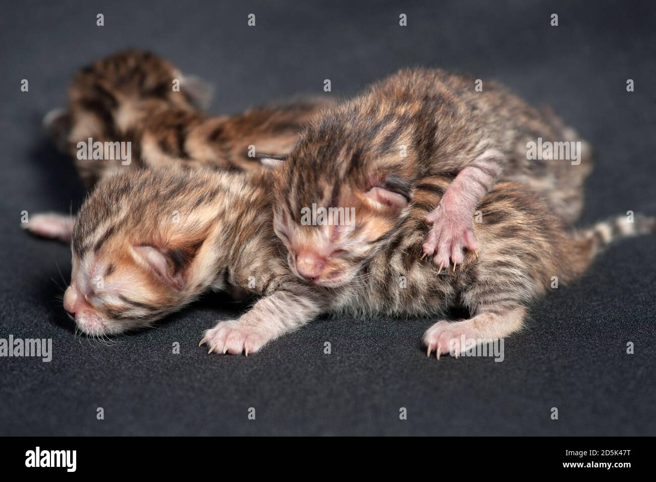 Litter of tiny bengal kittens Stock Photo Alamy