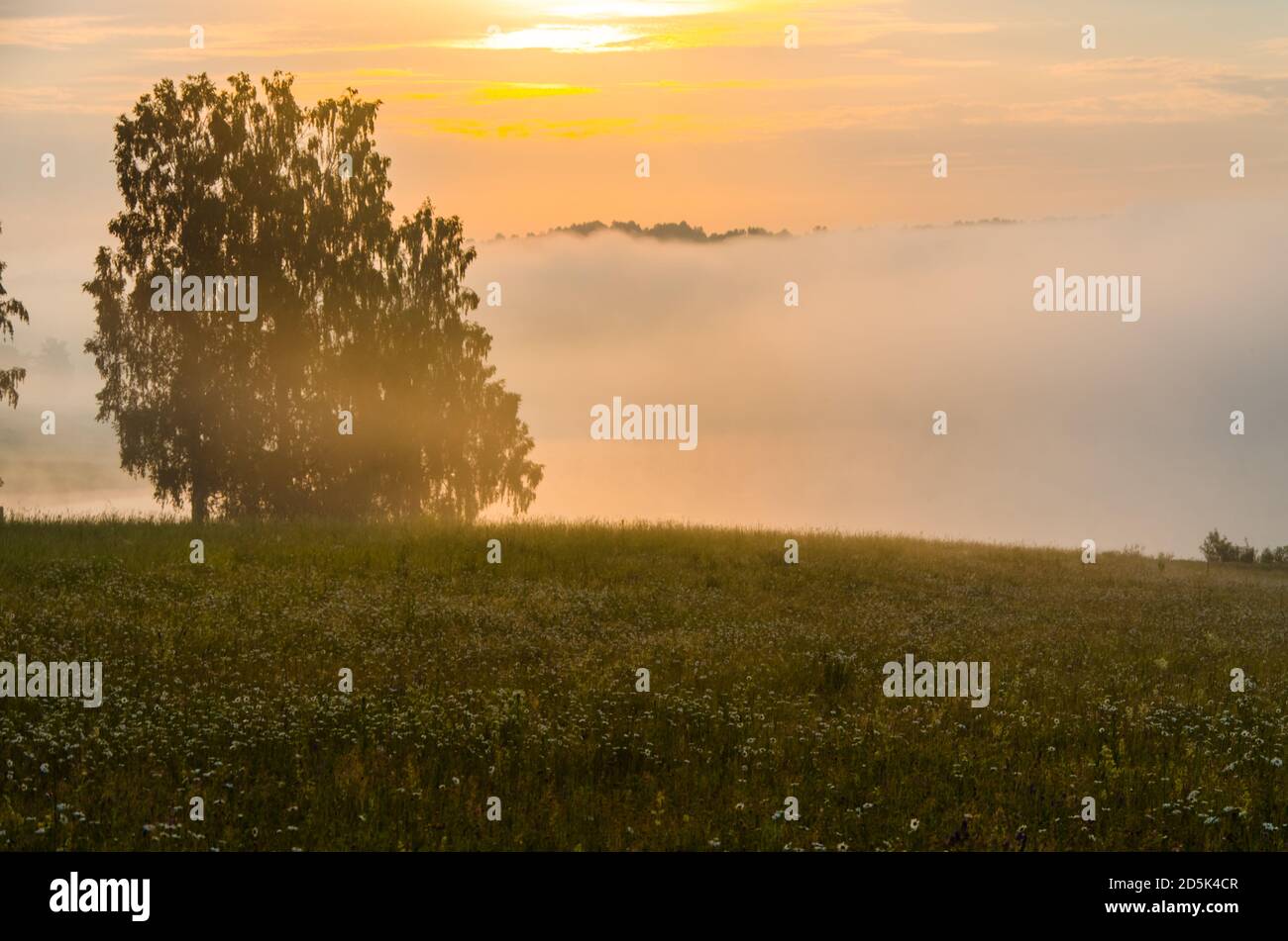 morning fog over the lake. Sunlight through the forest Stock Photo - Alamy