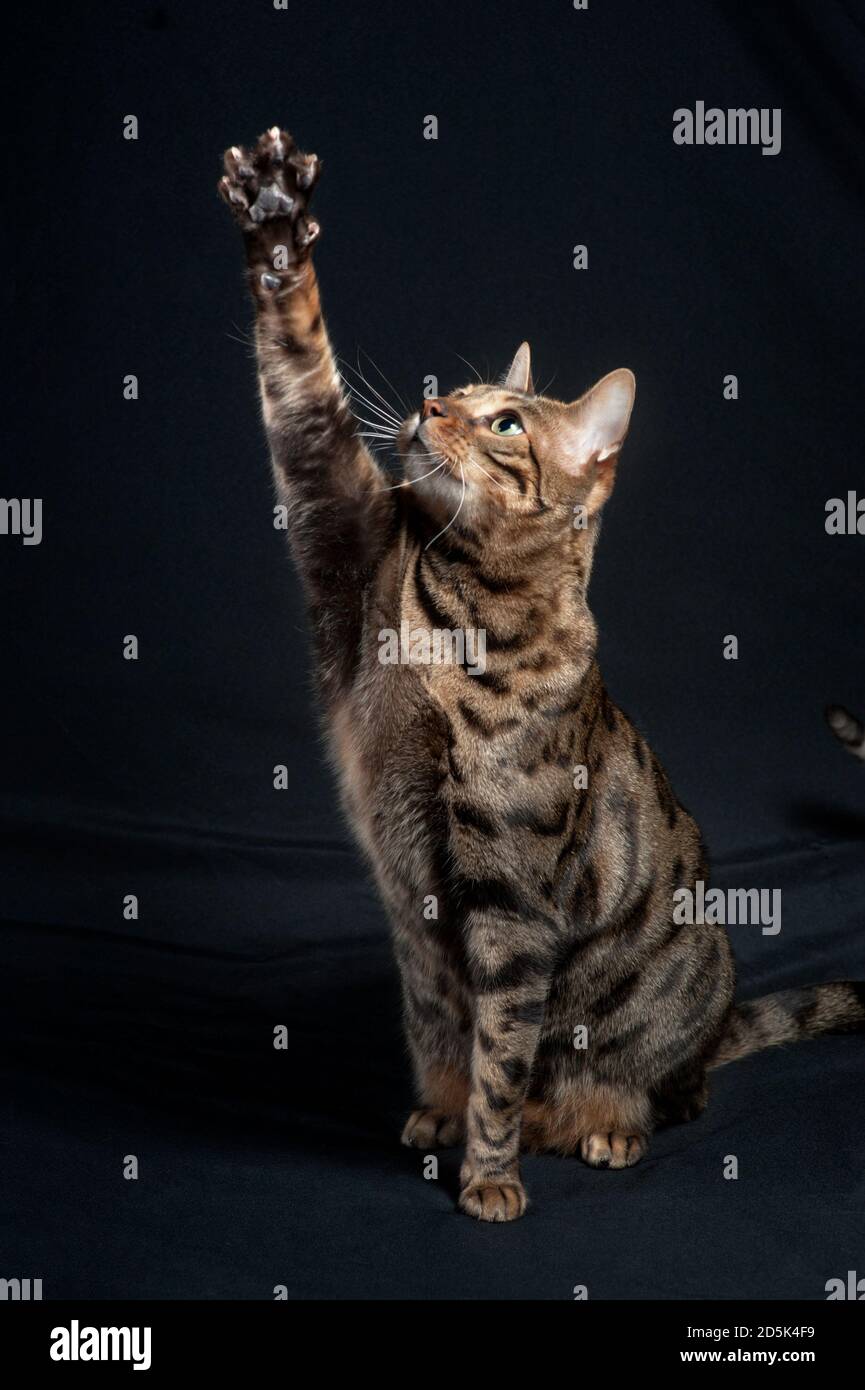 Adult bengal cat reaching up. Stock Photo