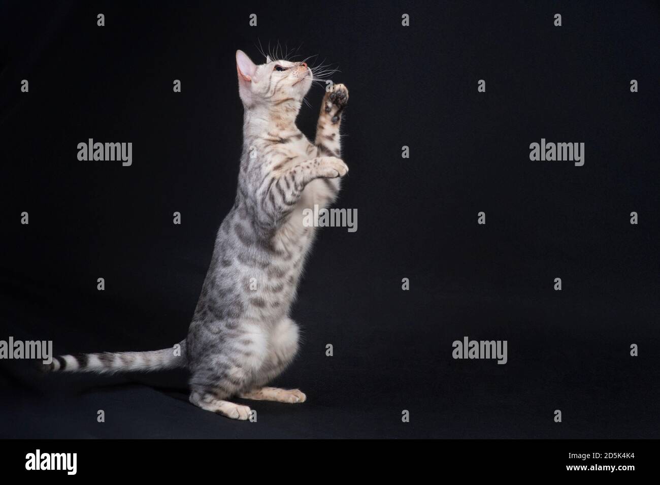Silver bengal cat standing up on her hind legs. Stock Photo