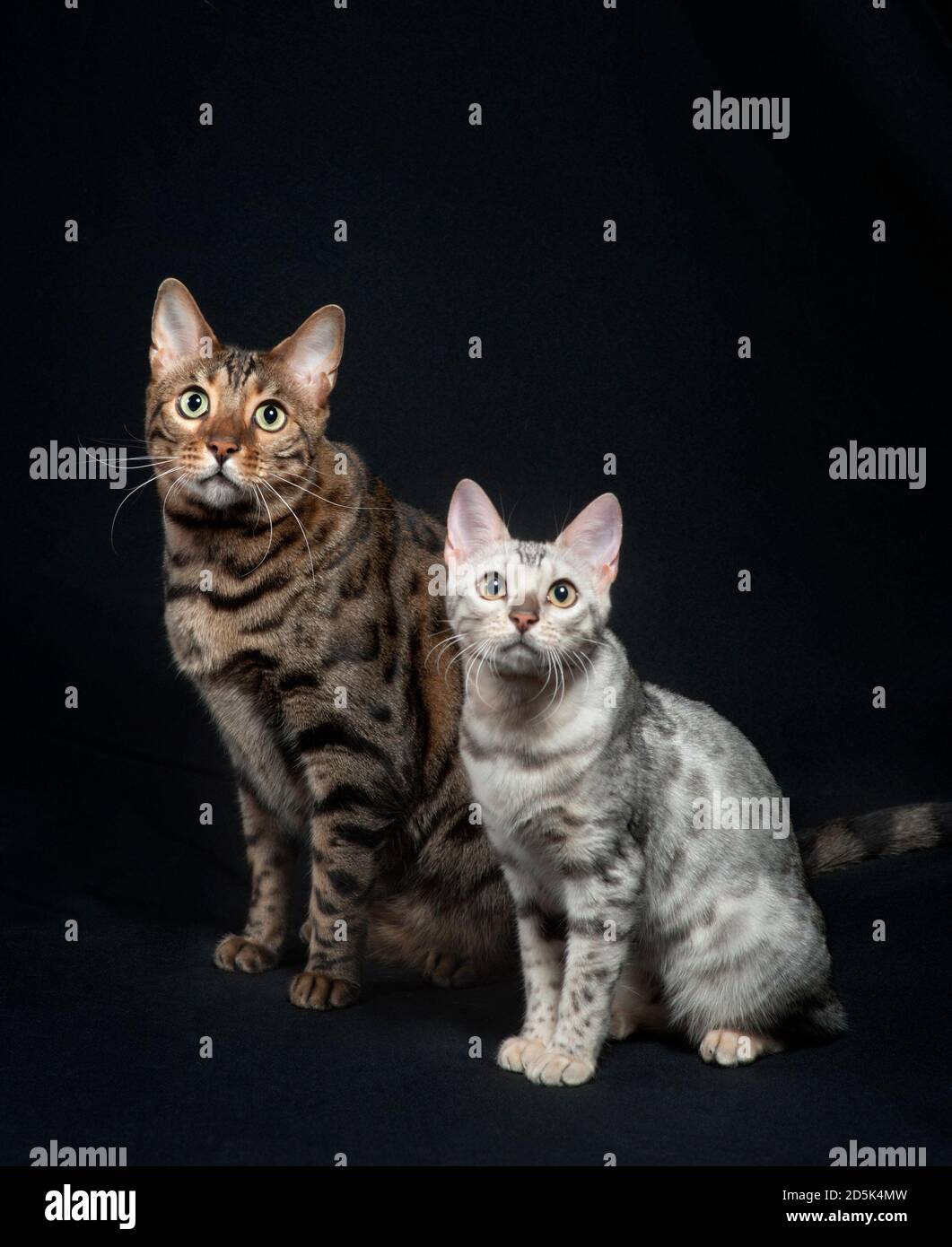 A small silver bengal and a large brown bengal sitting next to each other for size and color comparison. Stock Photo