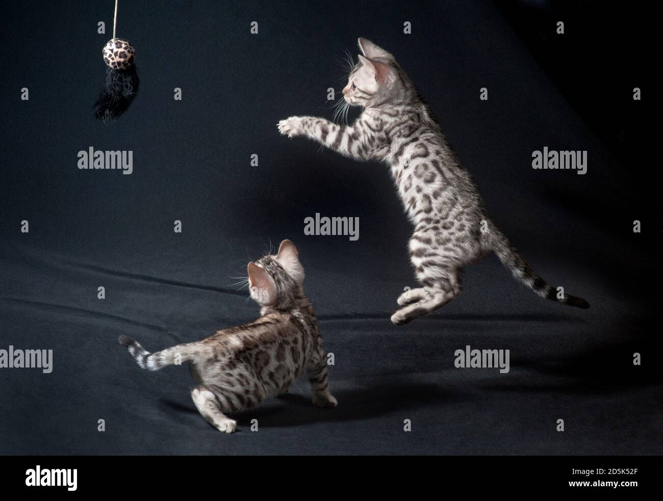 Two silver bengal kittens playing with a toy, one in mid air Stock ...