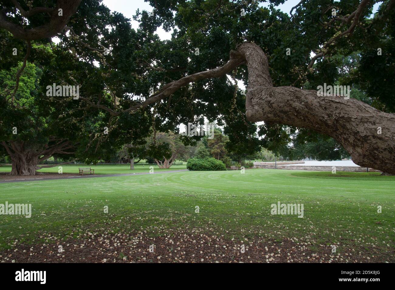 Sydney Australia, view from under a Syzygium moorei or coolamon tree ...