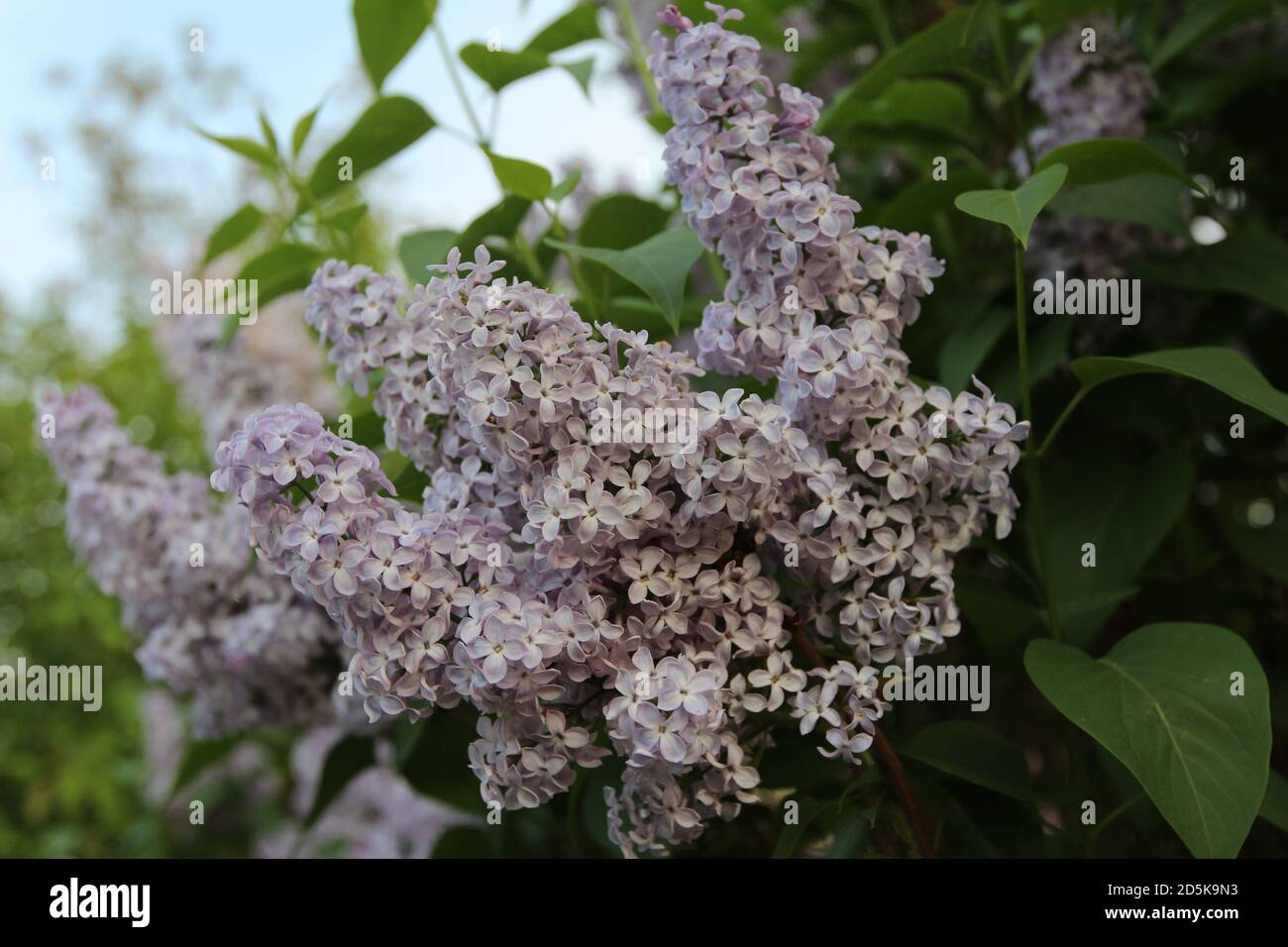 Closeup shot of blooming purple flowers in the greenery Stock Photo - Alamy