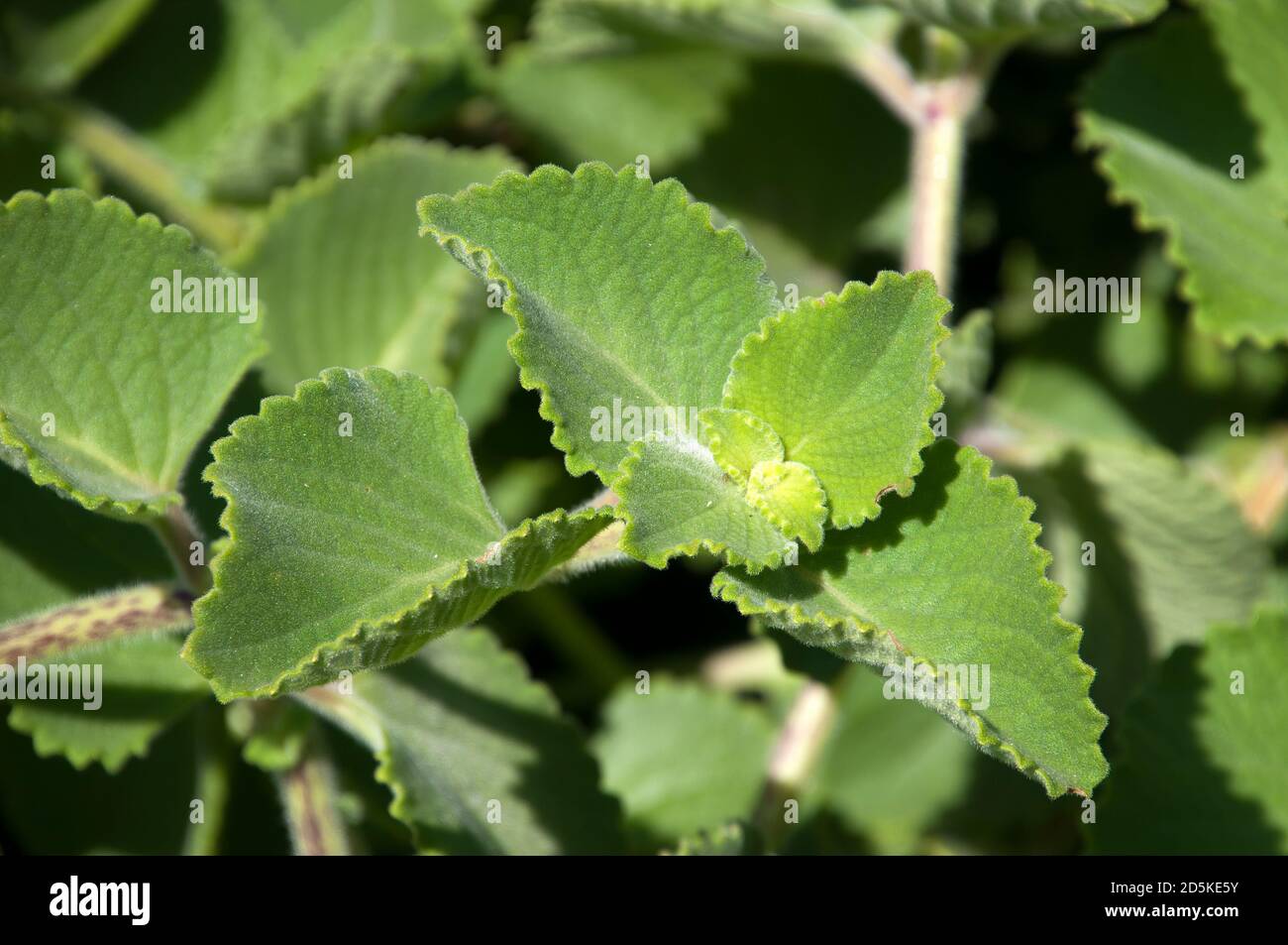 Spanish thyme hires stock photography and images Alamy