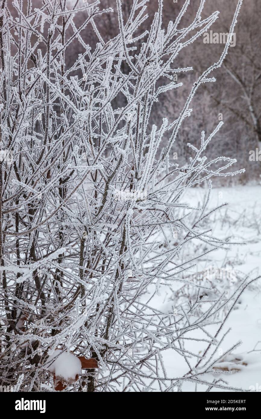 Winter trees under the snow. Forest landscape Stock Photo - Alamy