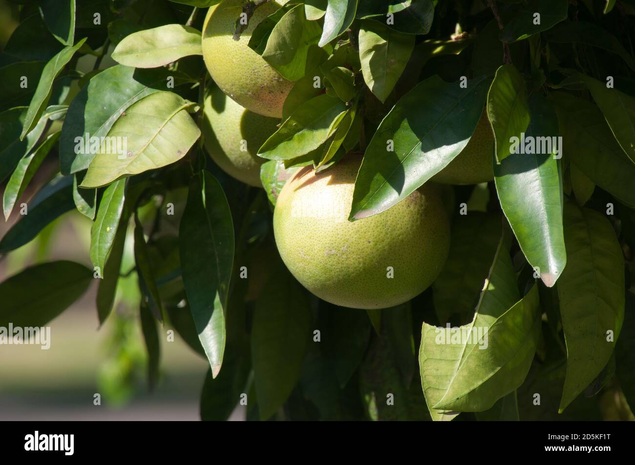 Sydney Australia, unripen fruit of a Citrus X aurantium or red grapefruit tree Stock Photo Alamy