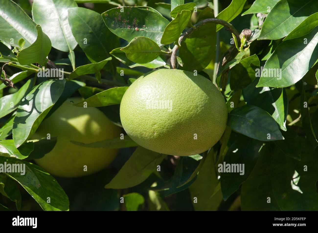 Sydney Australia, unripened fruit of a Citrus X aurantium or red grapefruit tree Stock Photo Alamy
