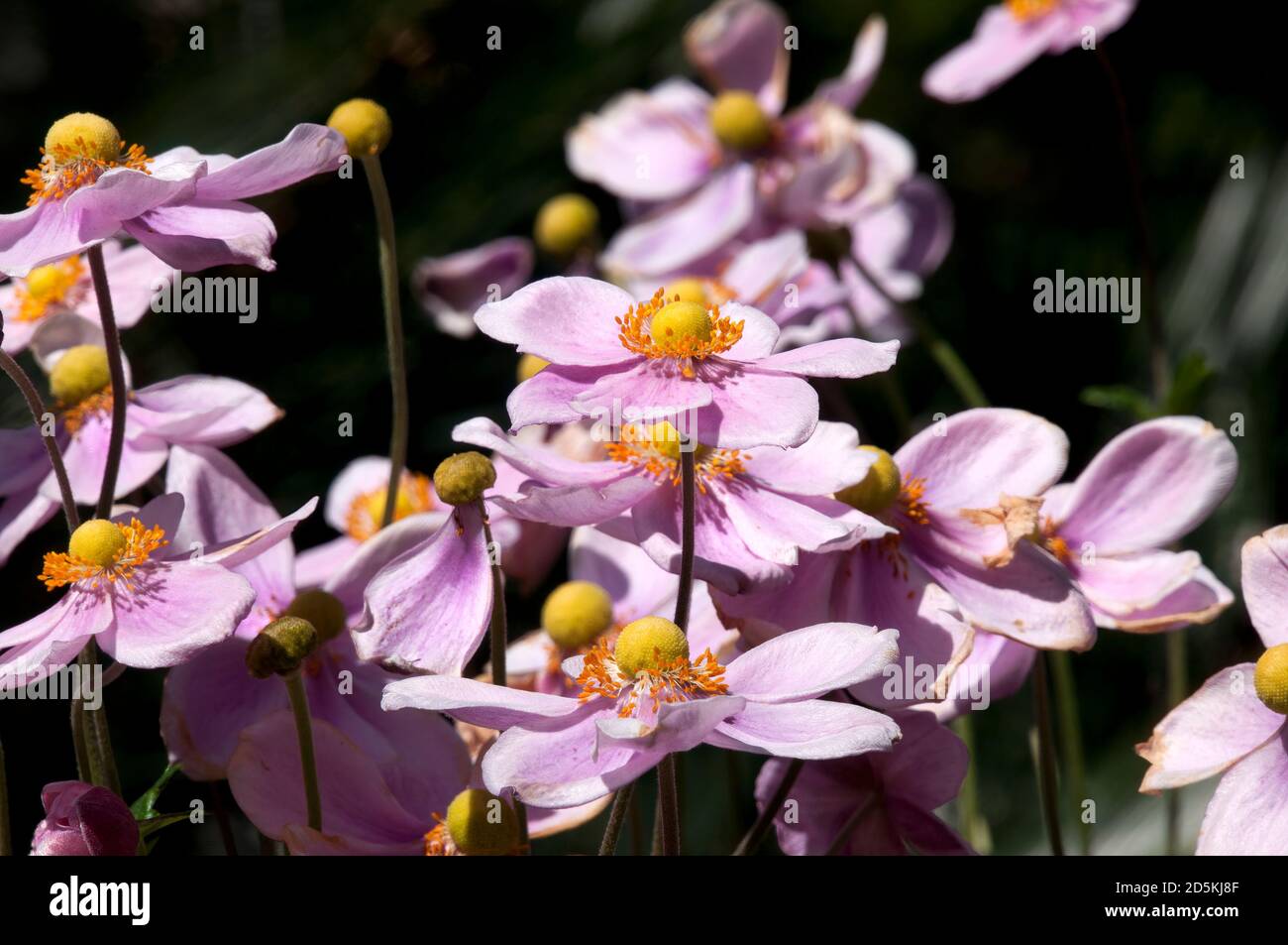 Sydney Australia, pink flowers of Anemone Hupehensis or Japanese Anemone bush Stock Photo