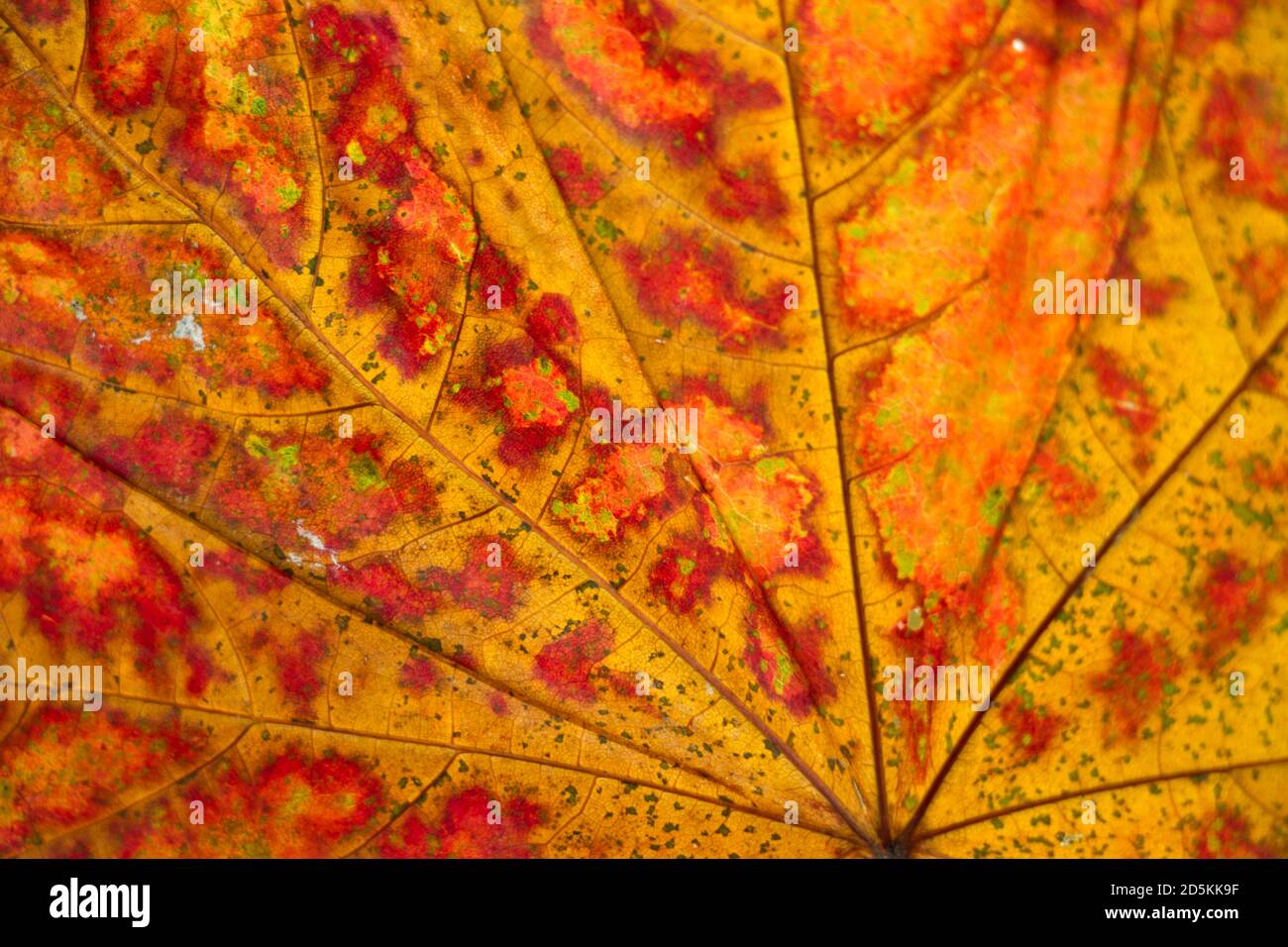 The colours of Fall in a Sycamore leaf. Deciduous trees shed their