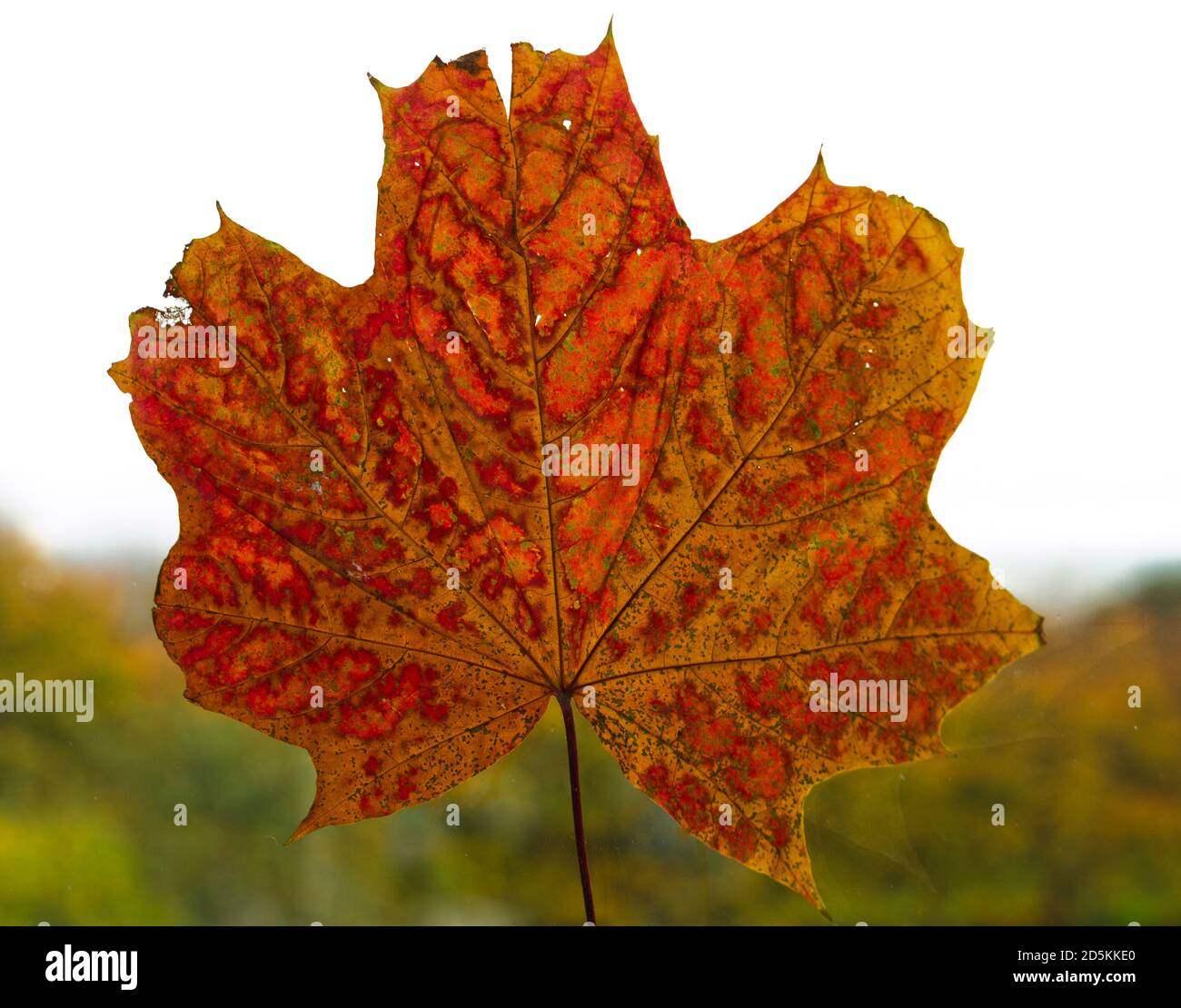 Some Trees Have Shed All Leaves High Resolution Stock Photography and