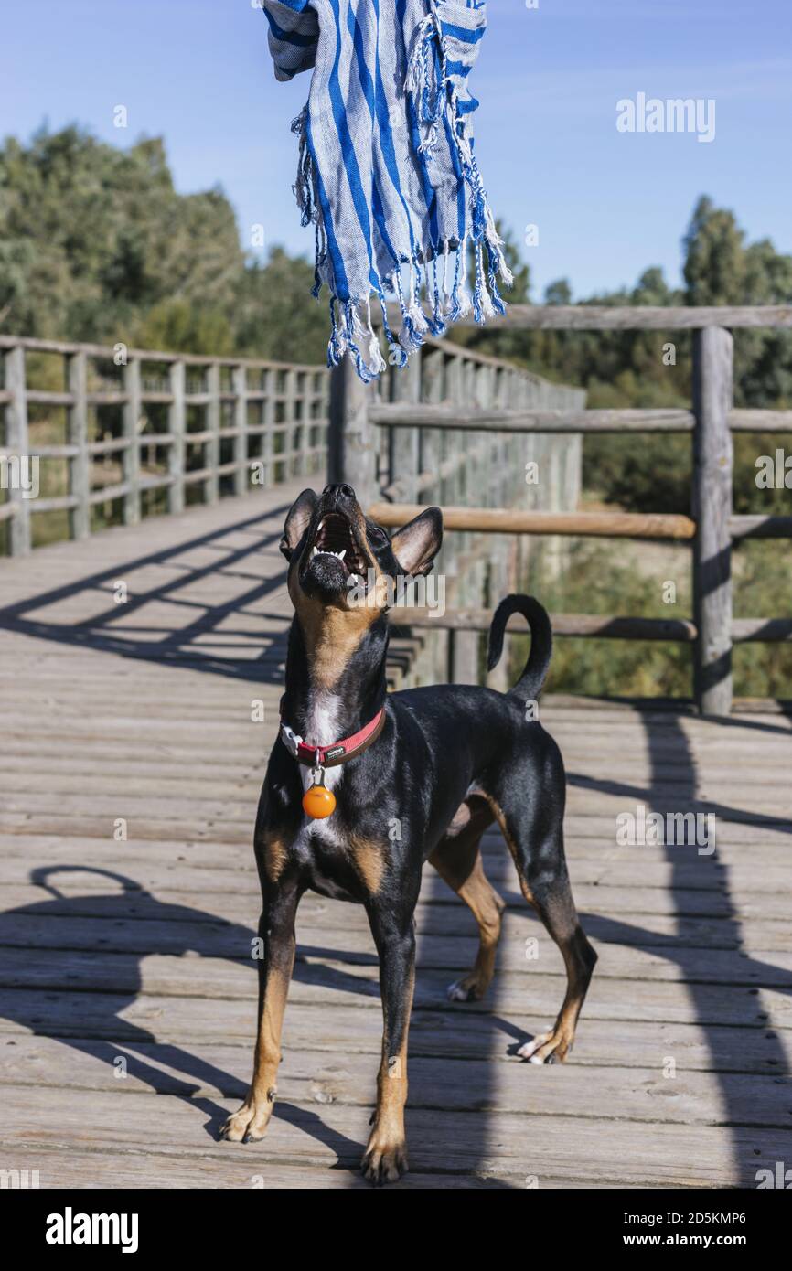 Dobermann puppy playing and jumping on a wooden bridge Stock Photo