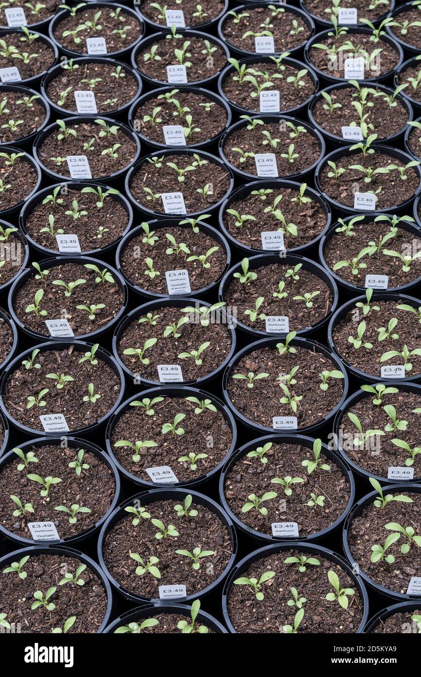 Seedlings of Wallflower Goliath Erysimum growing in pots and on sale in a garden centre nursery. Stock Photo