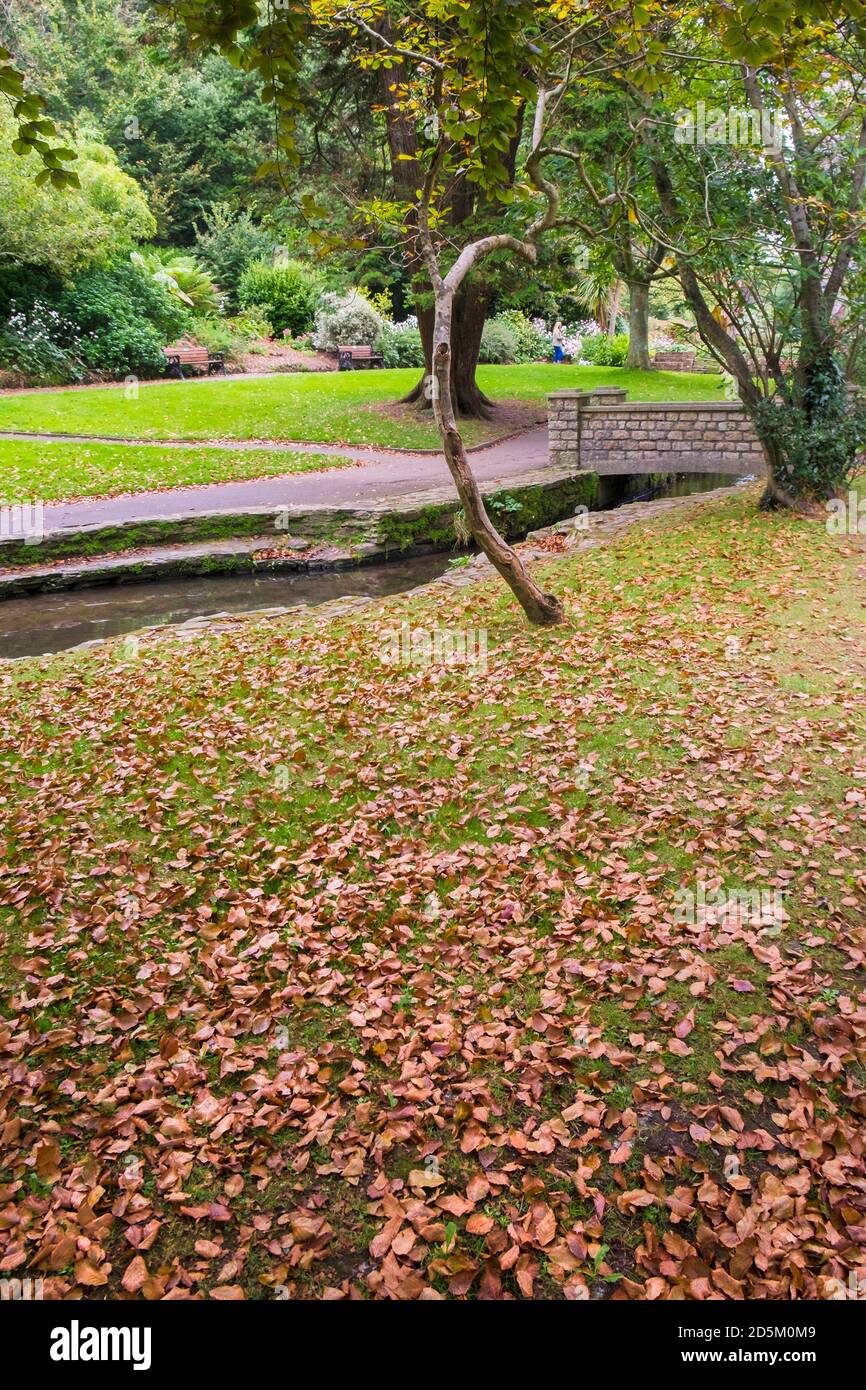 Dead leaves on the ground in a park. Stock Photo