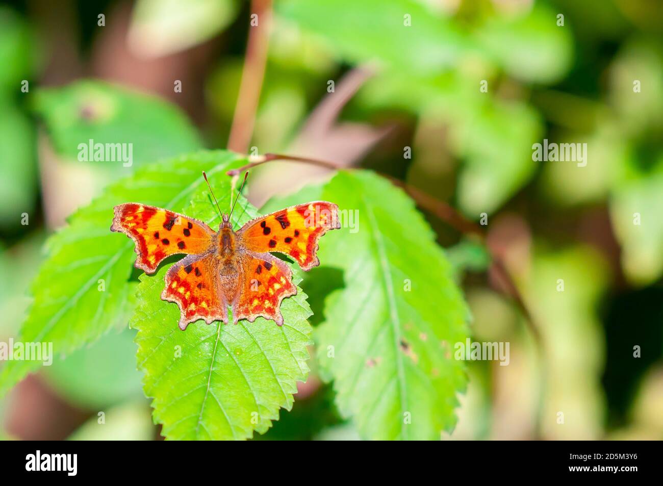 Polygonia c-album orange butterfly the Nymphalidae family sitting on Stock Photo