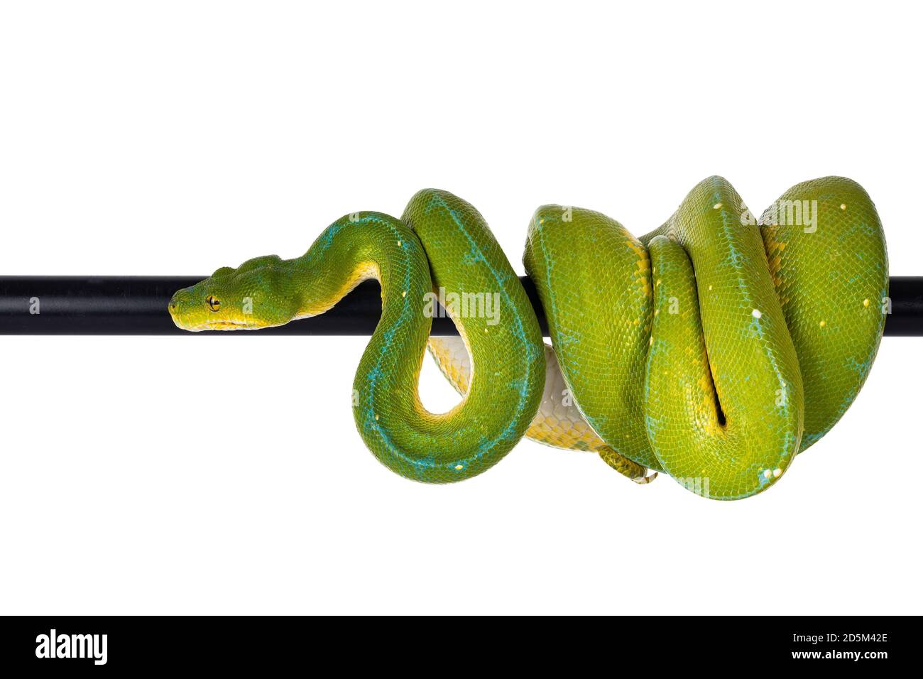 White Green Tree Python