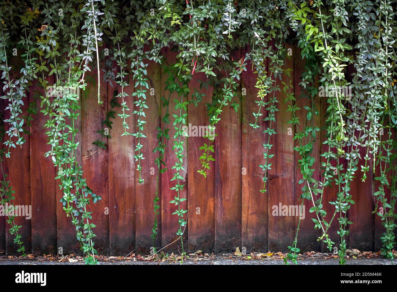 Worn wooden fence background with vines growing over the top Stock