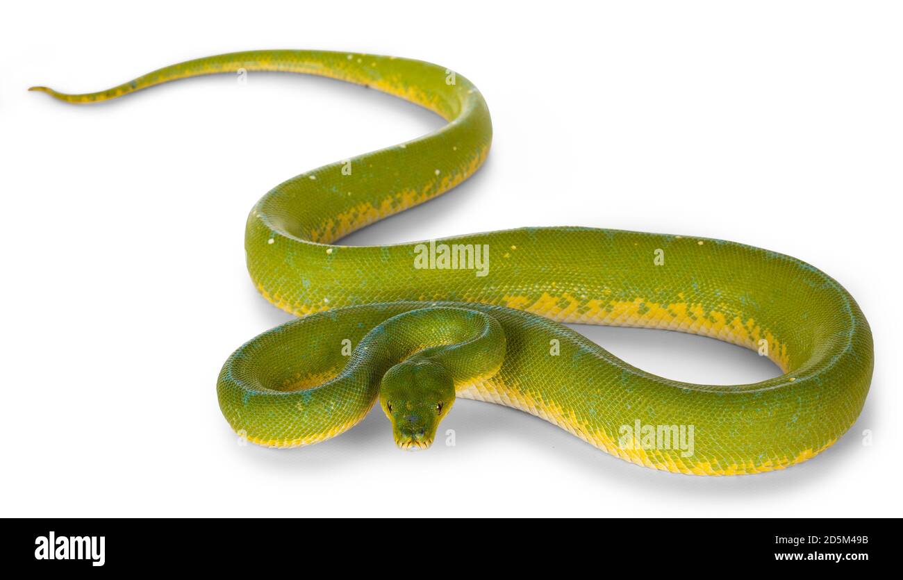 Full bod lenght shot of adult Green Tree Python aka Morelia viridis ...