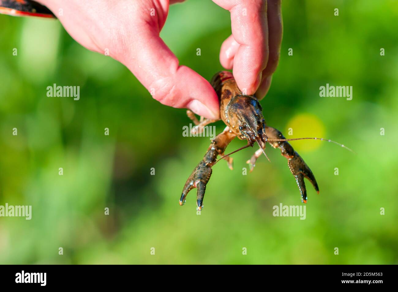 Astacus astacus, the European crayfish, noble crayfish, or broad-fingered crayfish, held ba a man. Stock Photo