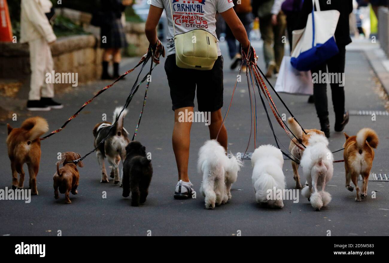 Dog walker Nobuaki Moribe takes a walk with dogs in Tokyo, Japan October  14, 2020. REUTERS/Kim Kyung-Hoon Stock Photo - Alamy