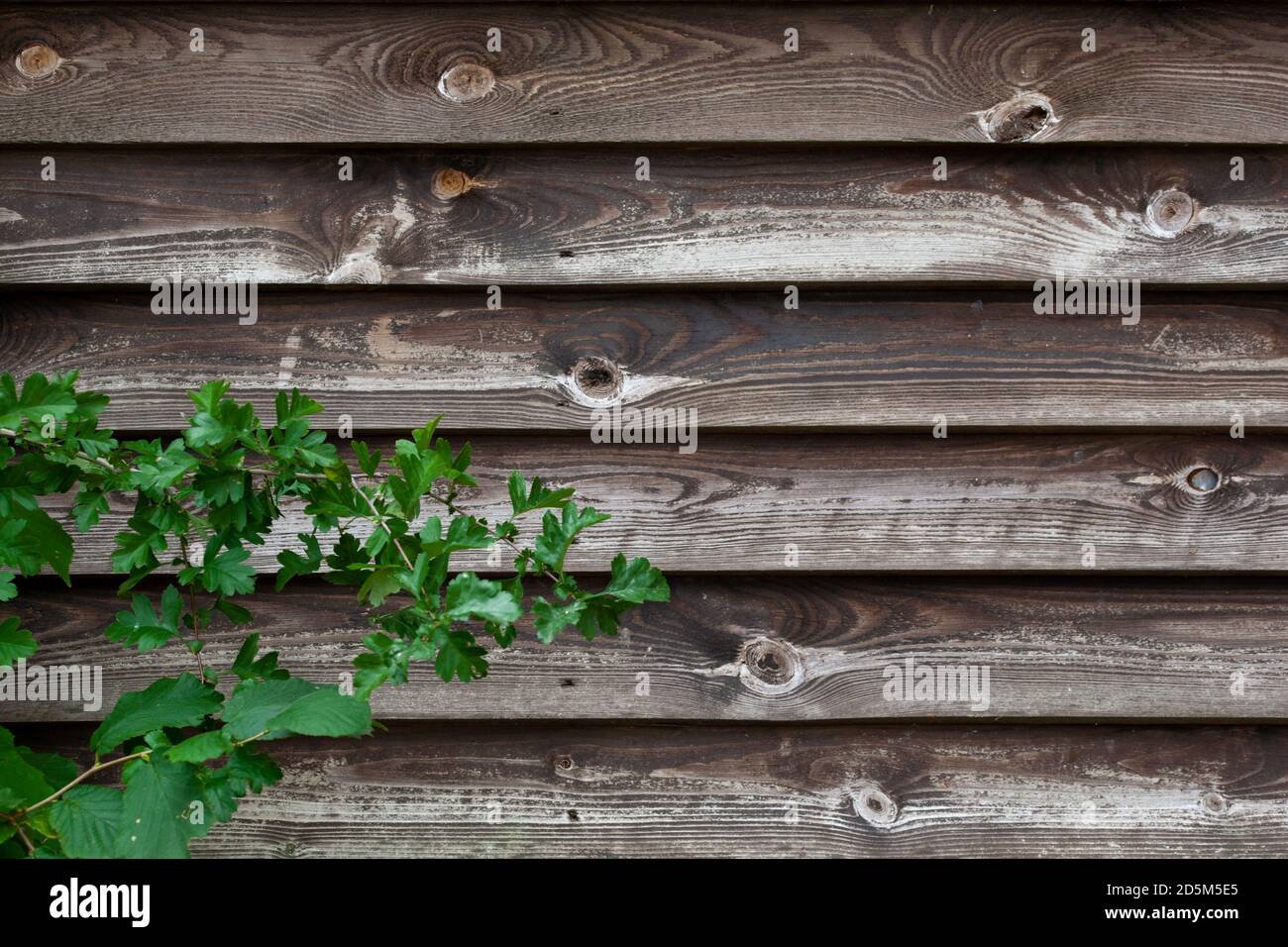 Worn wooden English fence panel background with foliage in left bottom corner. Stock Photo