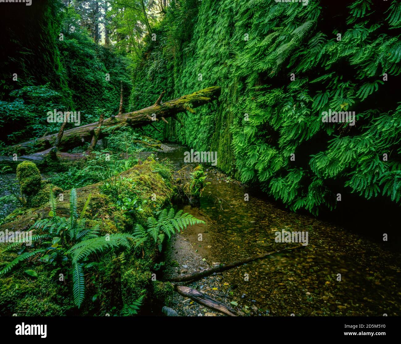Fern Canyon, Prairie Creek Redwoods State Park, Redwood National and State Parks, California Stock Photo