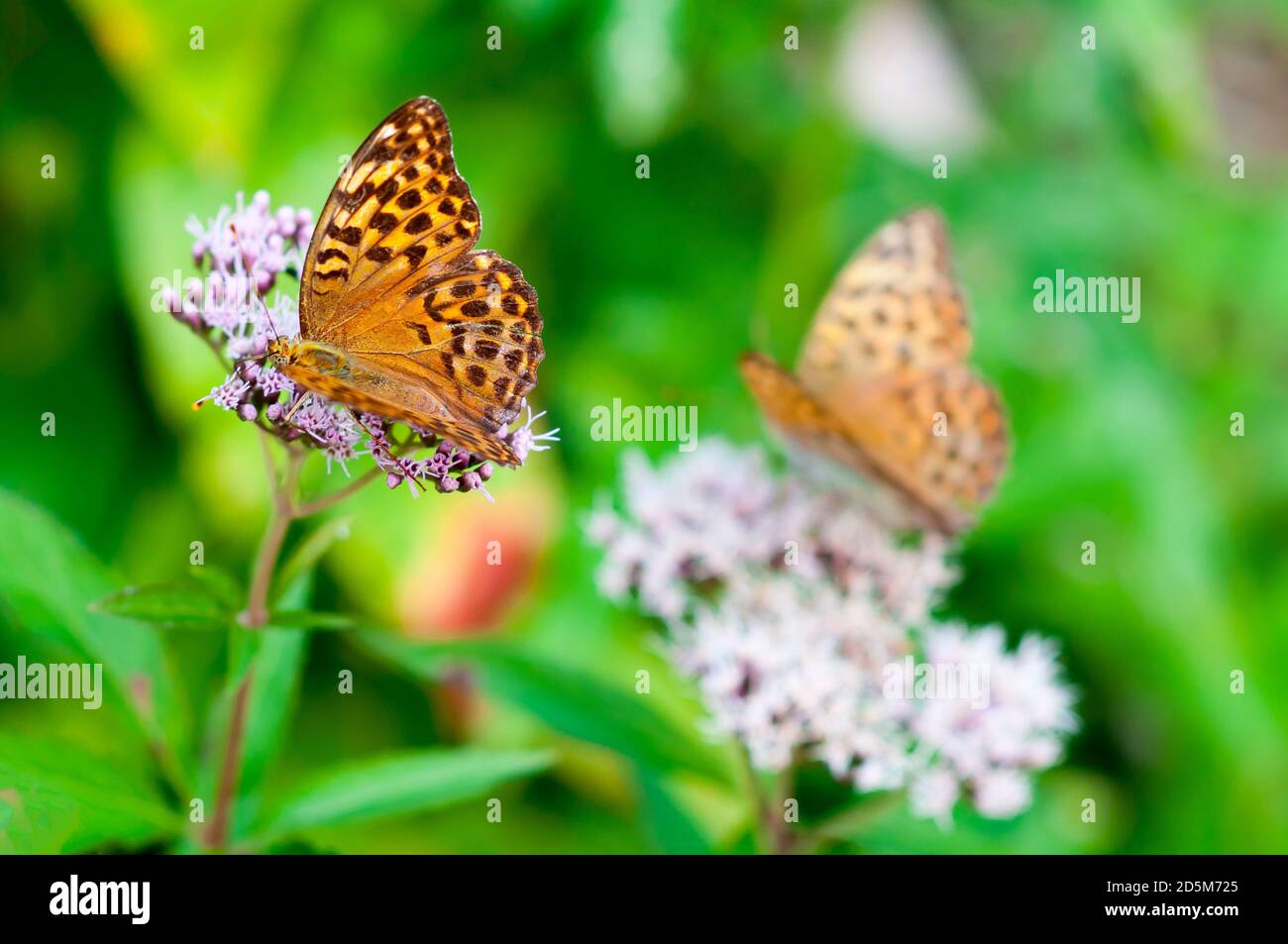 Polygonia c-album orange butterfly the Nymphalidae family sitting on flower Stock Photo