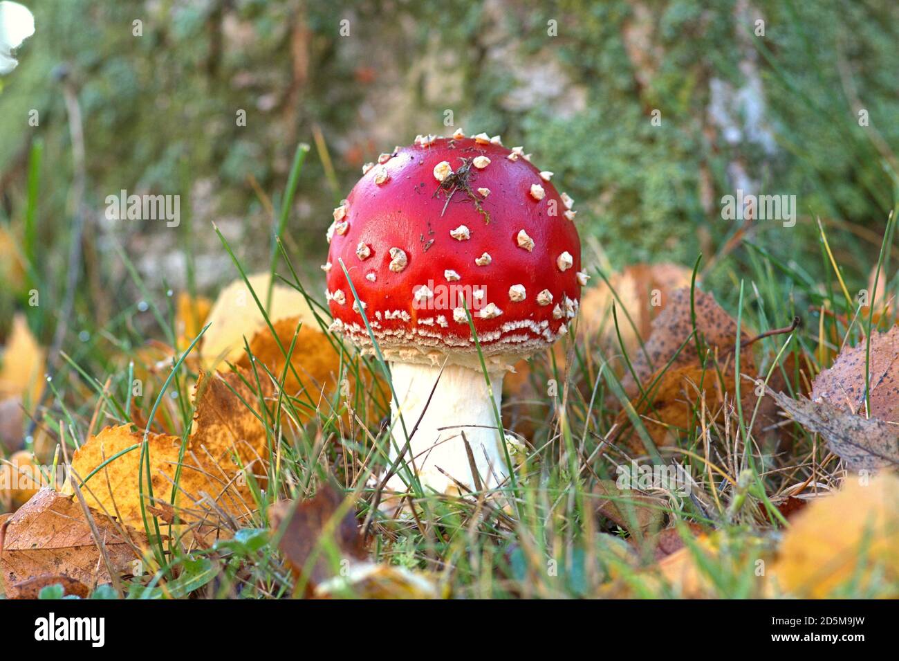 October 13, 2020, Schleswig, a small red fly agaric (Amanita muscaria), a poisonous mushroom, from the amanita family on the trunk of a birch. Class: Agaricomycetes, subclass: Agaricomycetidae, order: Mushroom-like (Agaricales), family: Amanitaceae, genus: Amanita, species: Toadstool | usage worldwide Stock Photo