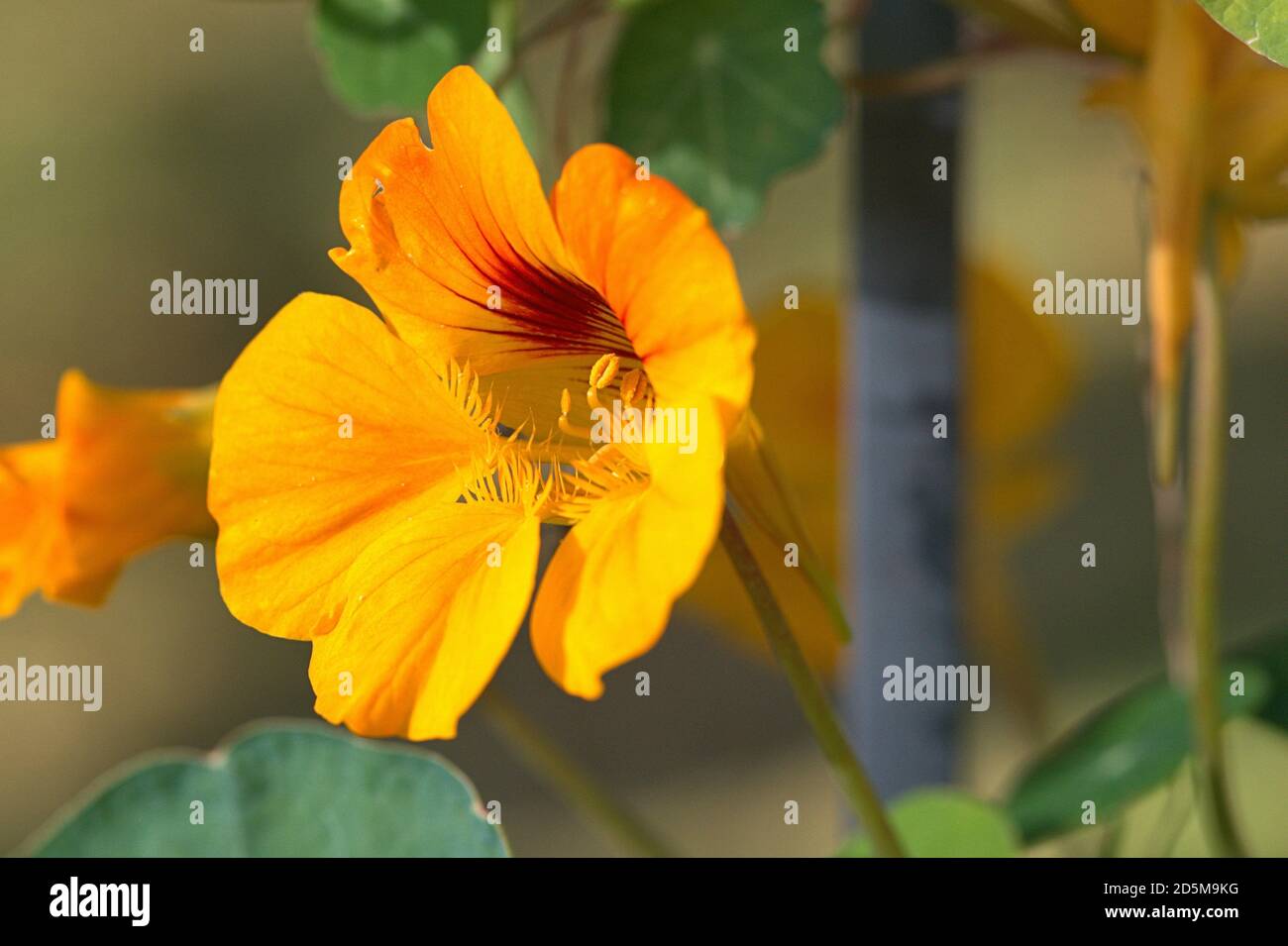 October 13th, 2020, Schleswig, wild growing small nasturtiums (Tropaeolum minus) with yellow flowers on a roadside Nasturtiums (Tropaeolum) are the only genus of the nasturtium family (Tropaeolaceae) within the order of cruciferous species. Detail of the yellow blood. Kernudicotyledonen, Rosiden, Eurosiden II, order: cruciferous (Brassicales), family: nasturtium, genus: nasturtium | usage worldwide Stock Photo