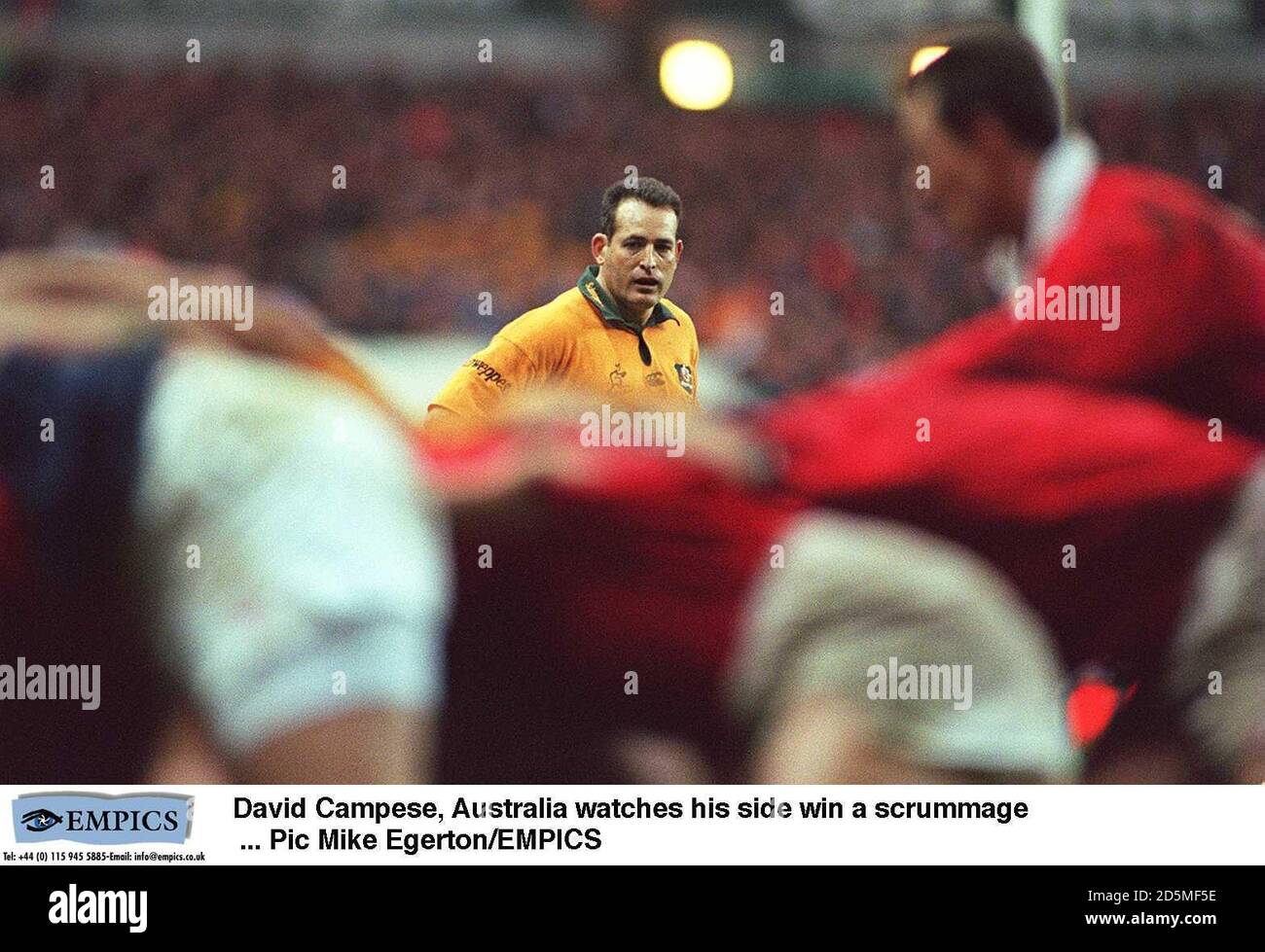 David Campese, Australia watches his side win a scrummage.  Stock Photo