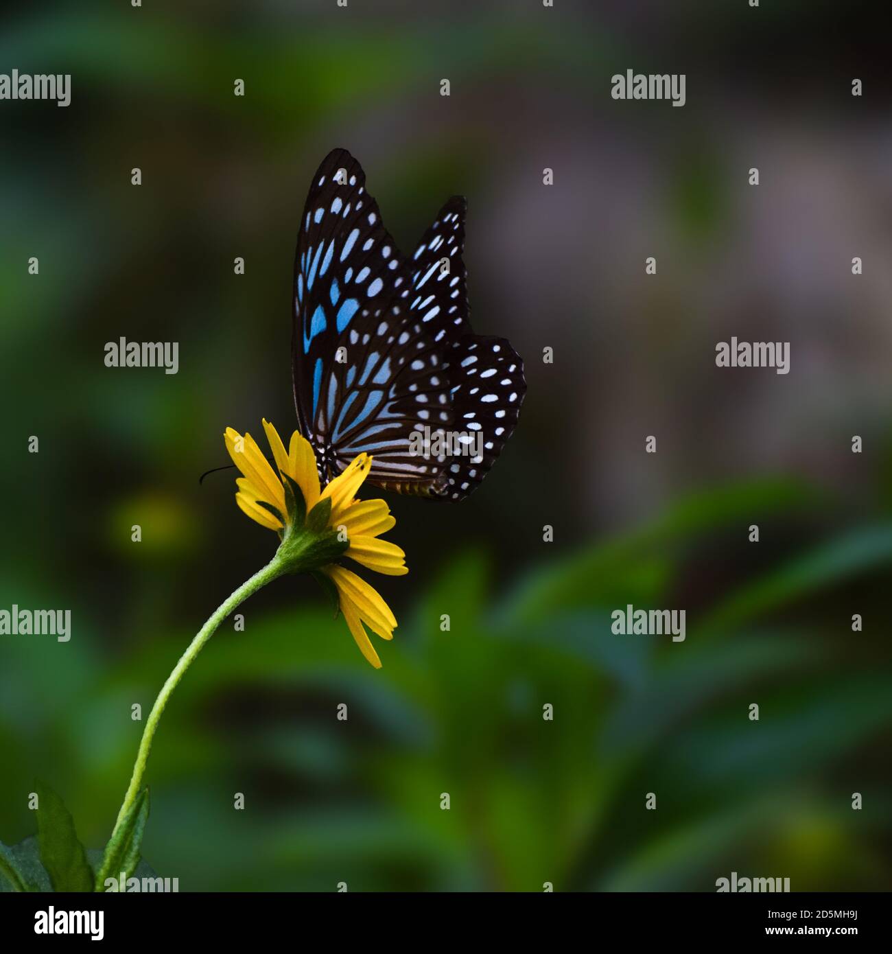 Dark blue tiger butterfly sitting on a yellow flower Stock Photo