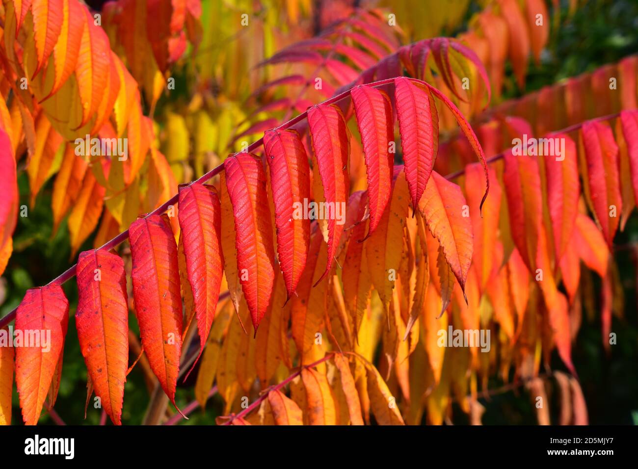 Sumac tree hires stock photography and images Alamy