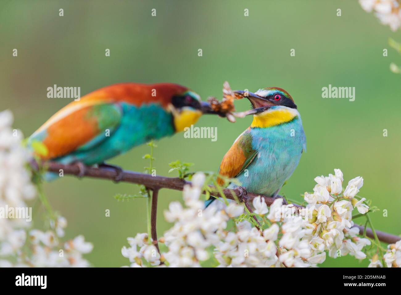 Birds of Paradise [Magic 2010]