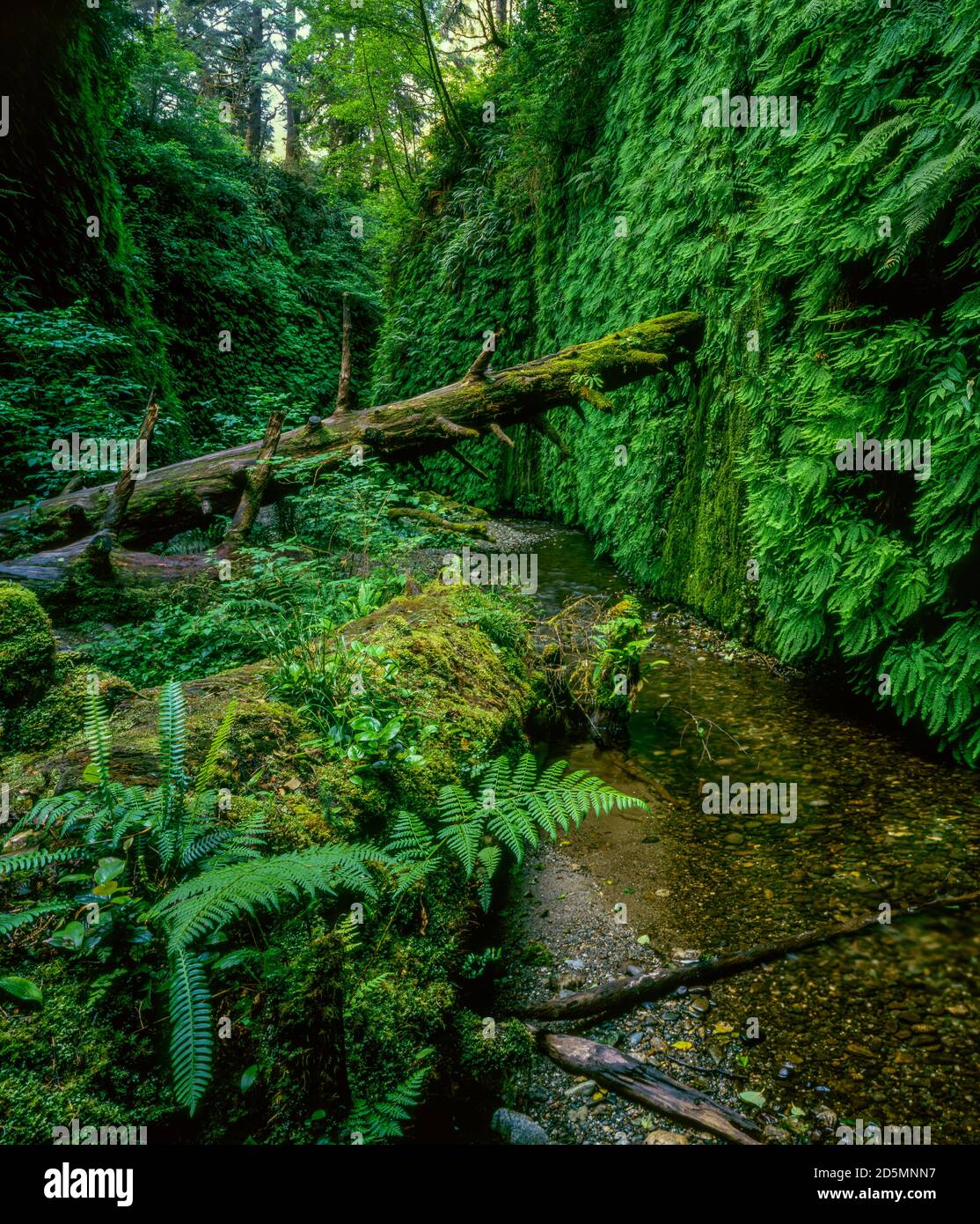Fern Canyon, Prairie Creek Redwoods State Park, Redwood National and State Parks, California Stock Photo