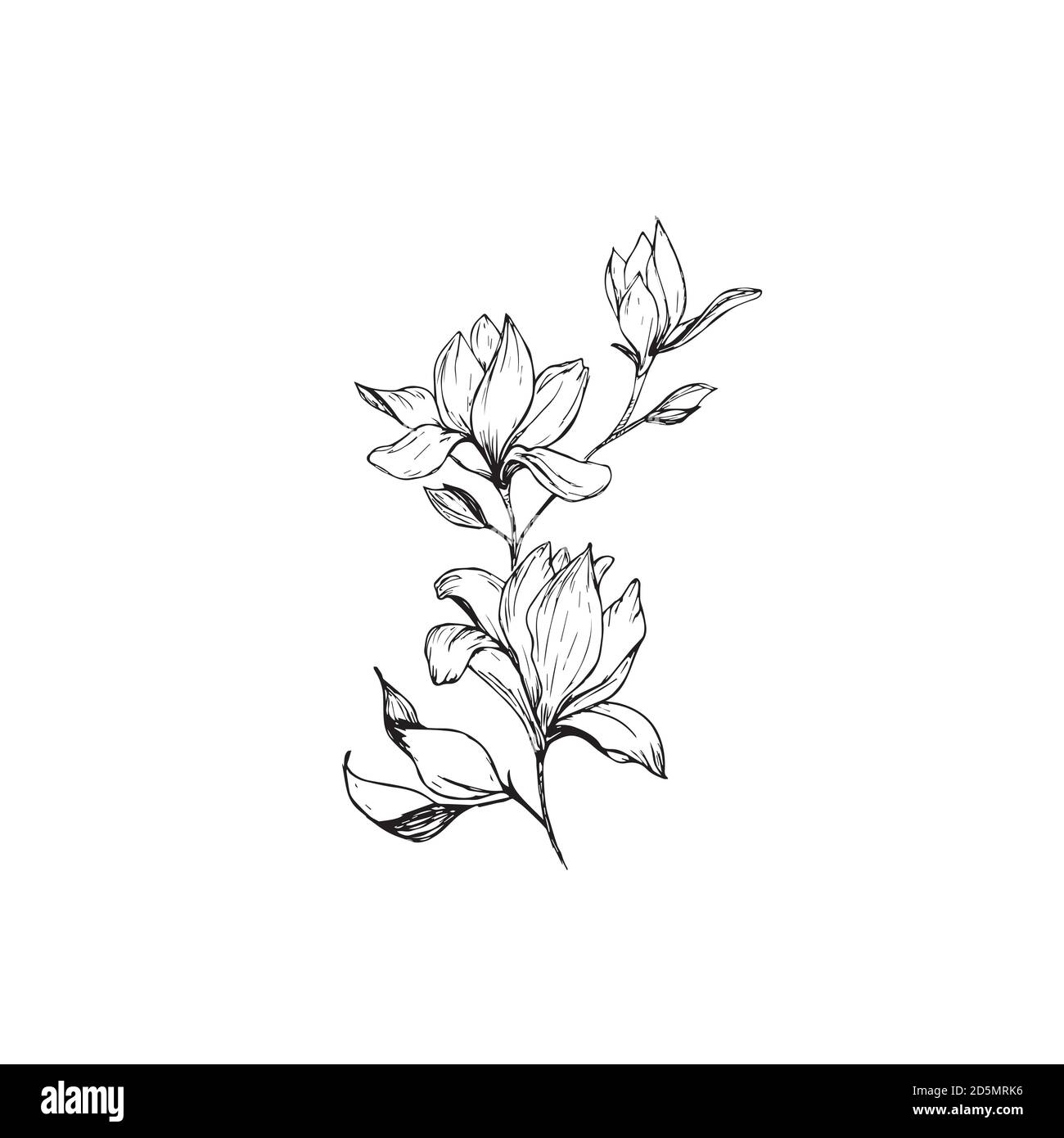 Magnolia flowers drawing and sketch with line-art on white backgrounds ...