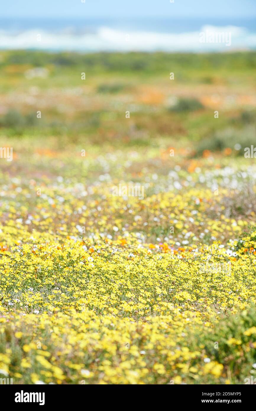 Spring flowers in Postberg, West Coast National Park,Langebaan Stock Photo