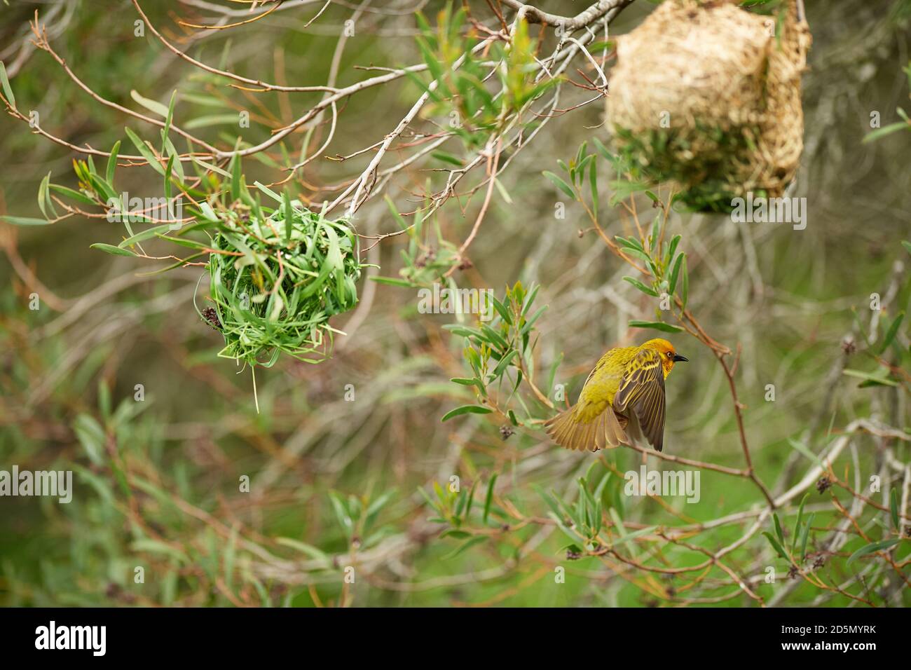 Cape Weaver bird building nest Stock Photo