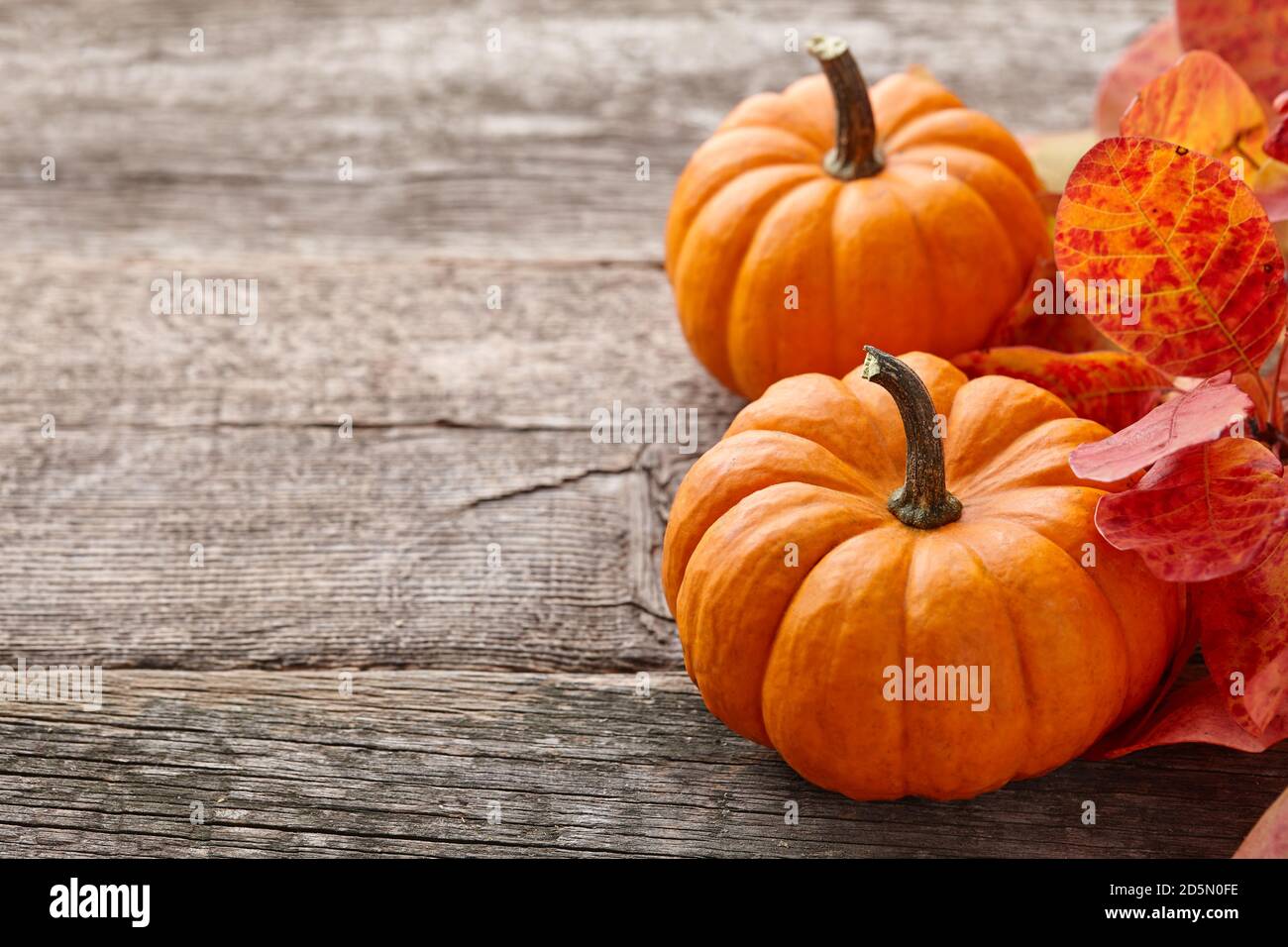 Beautiful mini pumpkin and autumn leaves on wooden planks background, copy space Stock Photo