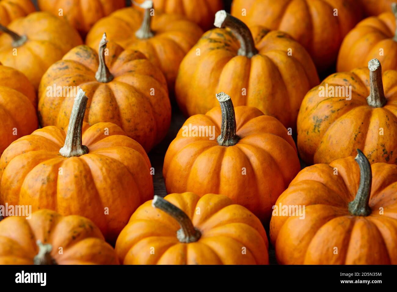 Beautiful orange mini pumpkins, close up view Stock Photo Alamy