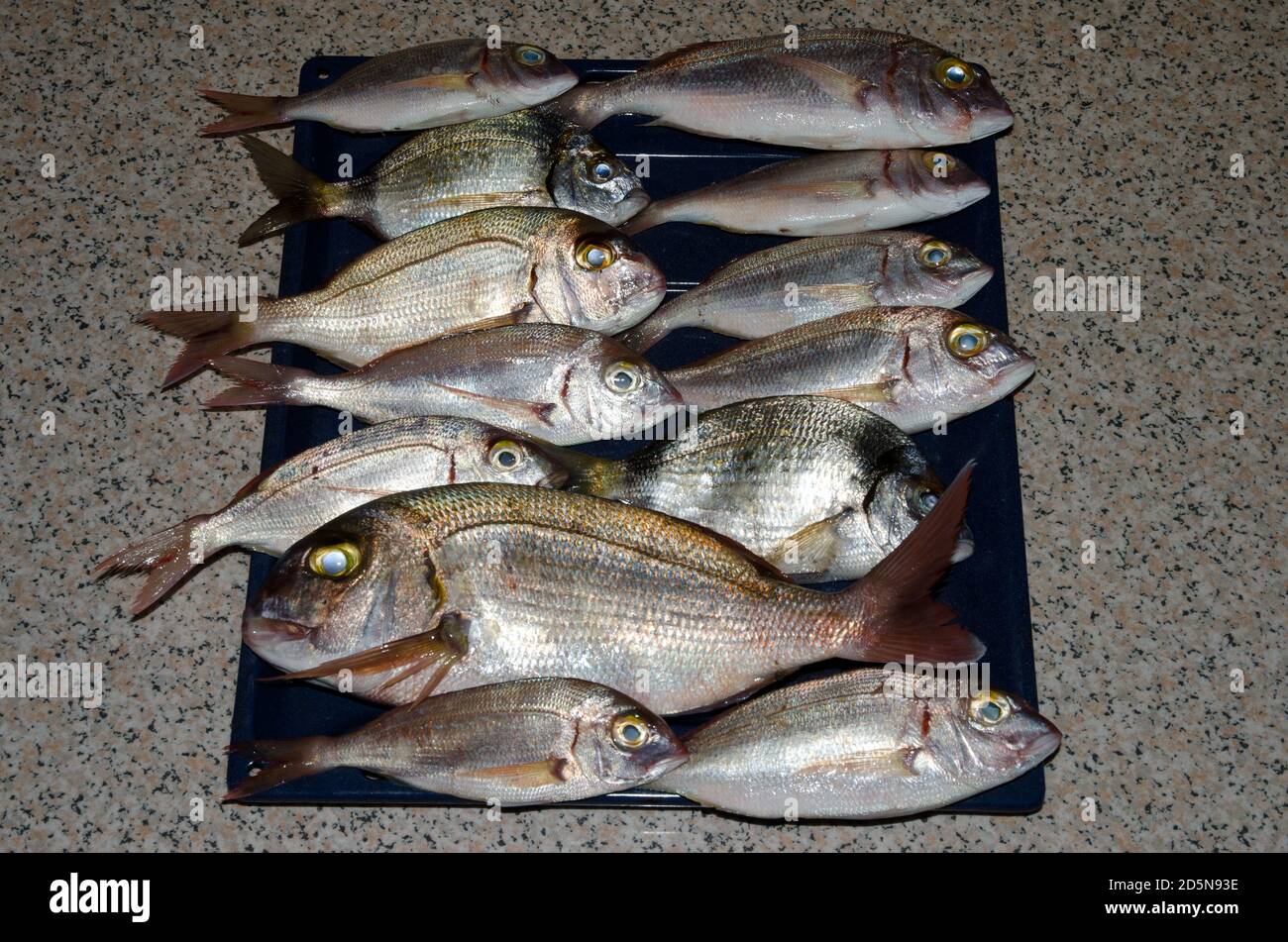Common pandora Pagellus erythrinus, red porgy Pagrus pagrus and common two banded seabream Diplodus vulgaris. Gran Canaria. Canary Islands. Spain. Stock Photo