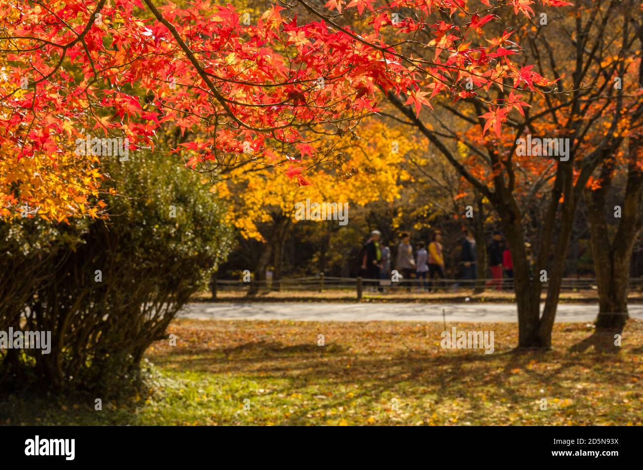 Naejangsan National Park, Jeollabuk-do, South Korea - November 12, 2019: Autumn scenery. Park with colorful maple trees. Stock Photo