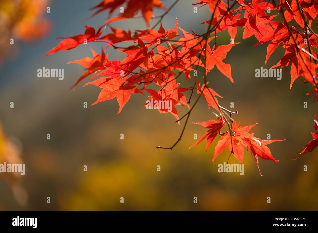 Red maple leaf close-up photo on autumn forest background in Korea Stock Photo