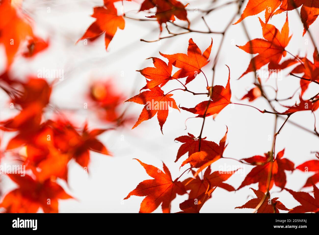 Autumn forest in Korea. Red maple leaf closeup photo blowing in the wind on white sky