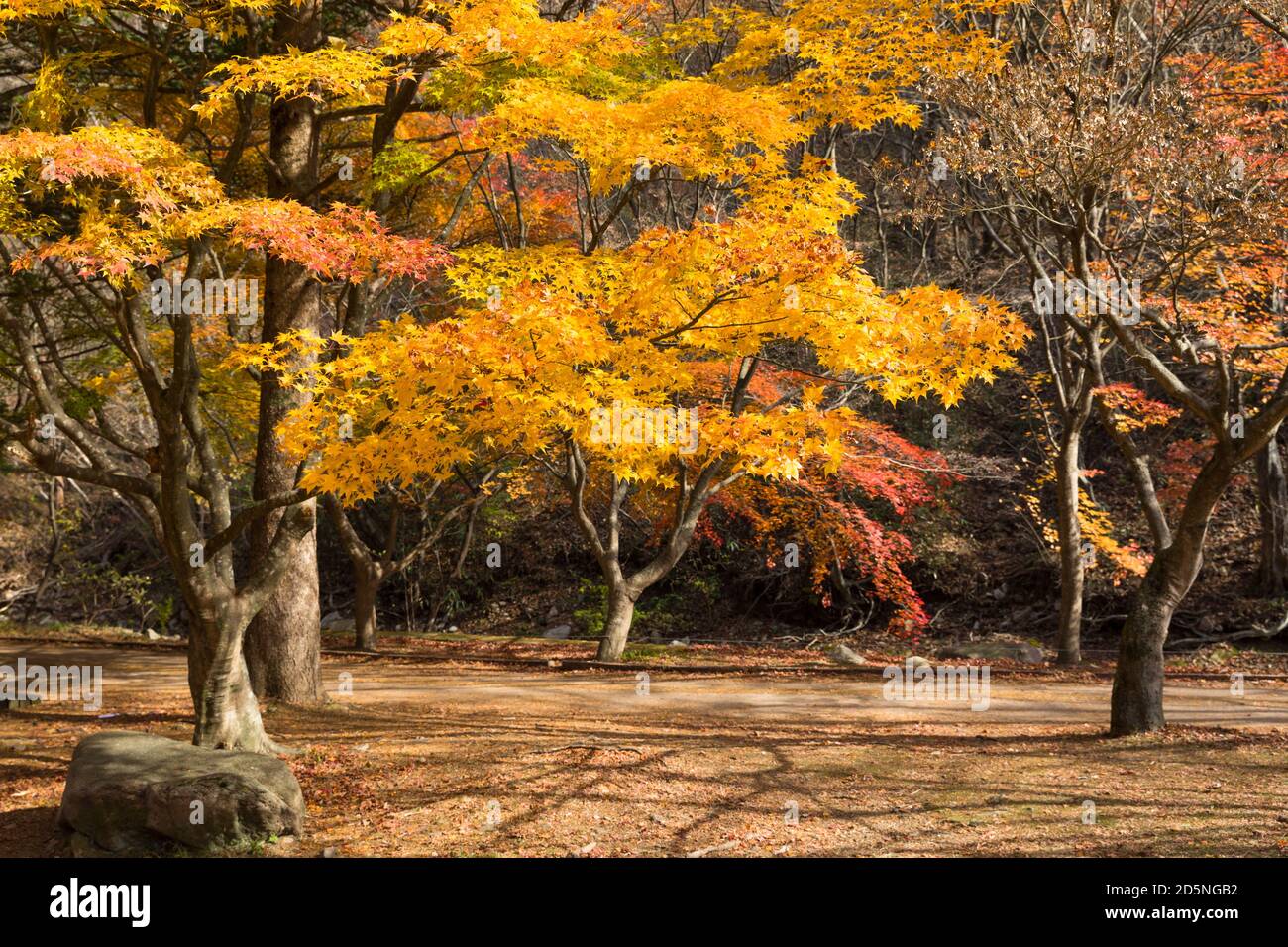 Autumn maple tree forest in Korea, Naejangsan National Park, South