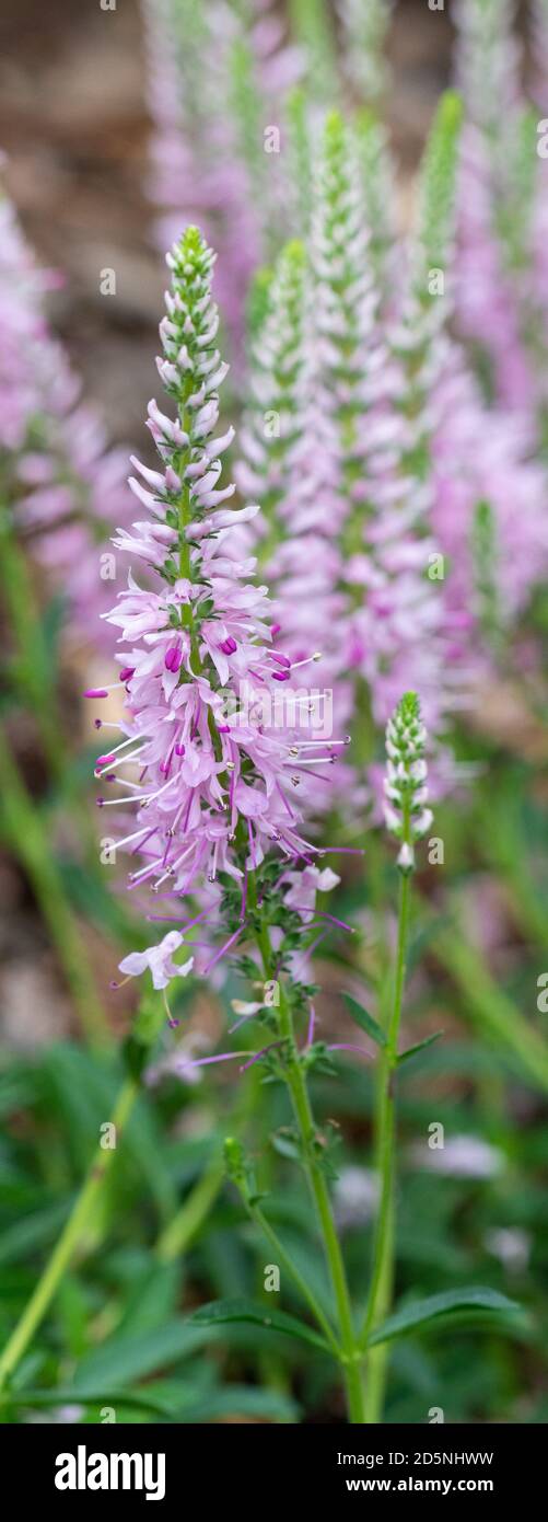 Closeup shot of the flower head Speedwell Inspire Pink Stock Photo