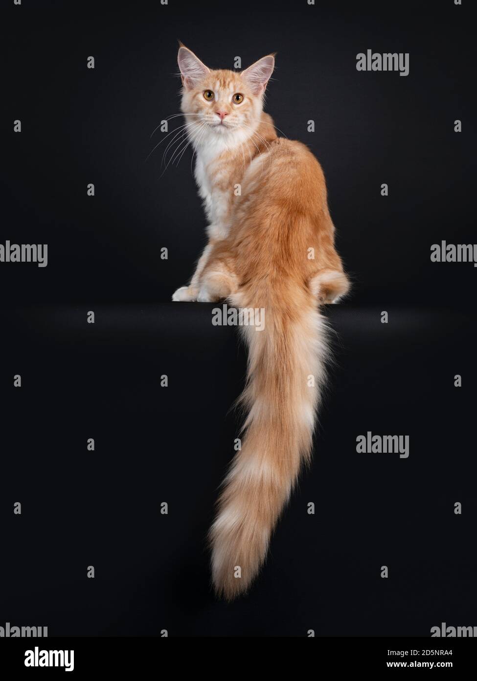 Pretty red silver tabby Maine Coon cat, sitting backwards Looking over ...