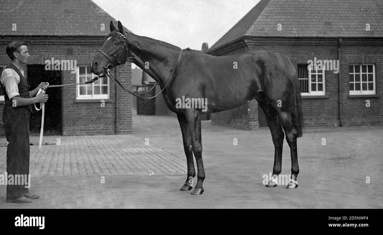 Singapore, a favourite for the St Leger prize, pictured at his training quarters at Newmarket. He is being trained by Captain T. Hogg. Stock Photo