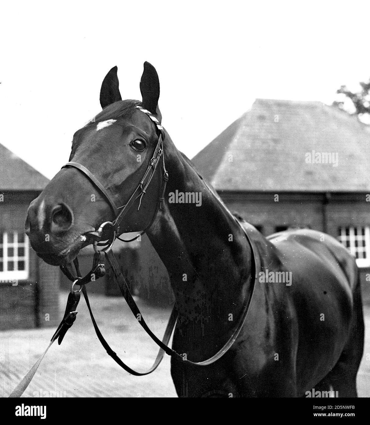 Singapore, Lord Glanely's entry and a favourite for the St Leger prize, pictured at his training quarters at Newmarket. He is being trained by Captain T. Hogg. Stock Photo