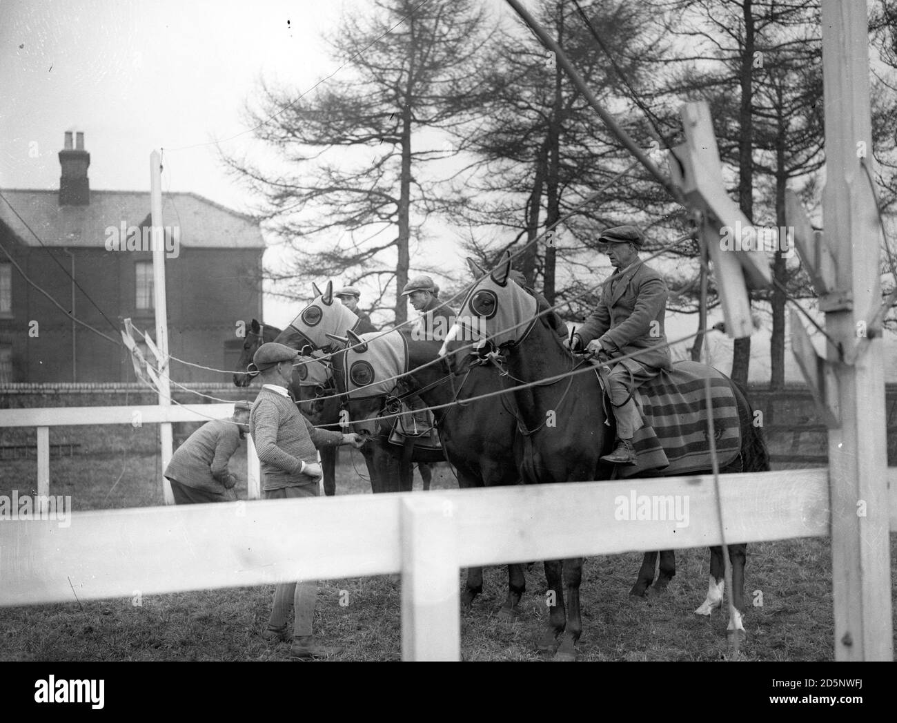 Teaching two-year-old horses to use the starting gate at Captain P. Whitaker's training quarters at Newmarket. Stock Photo